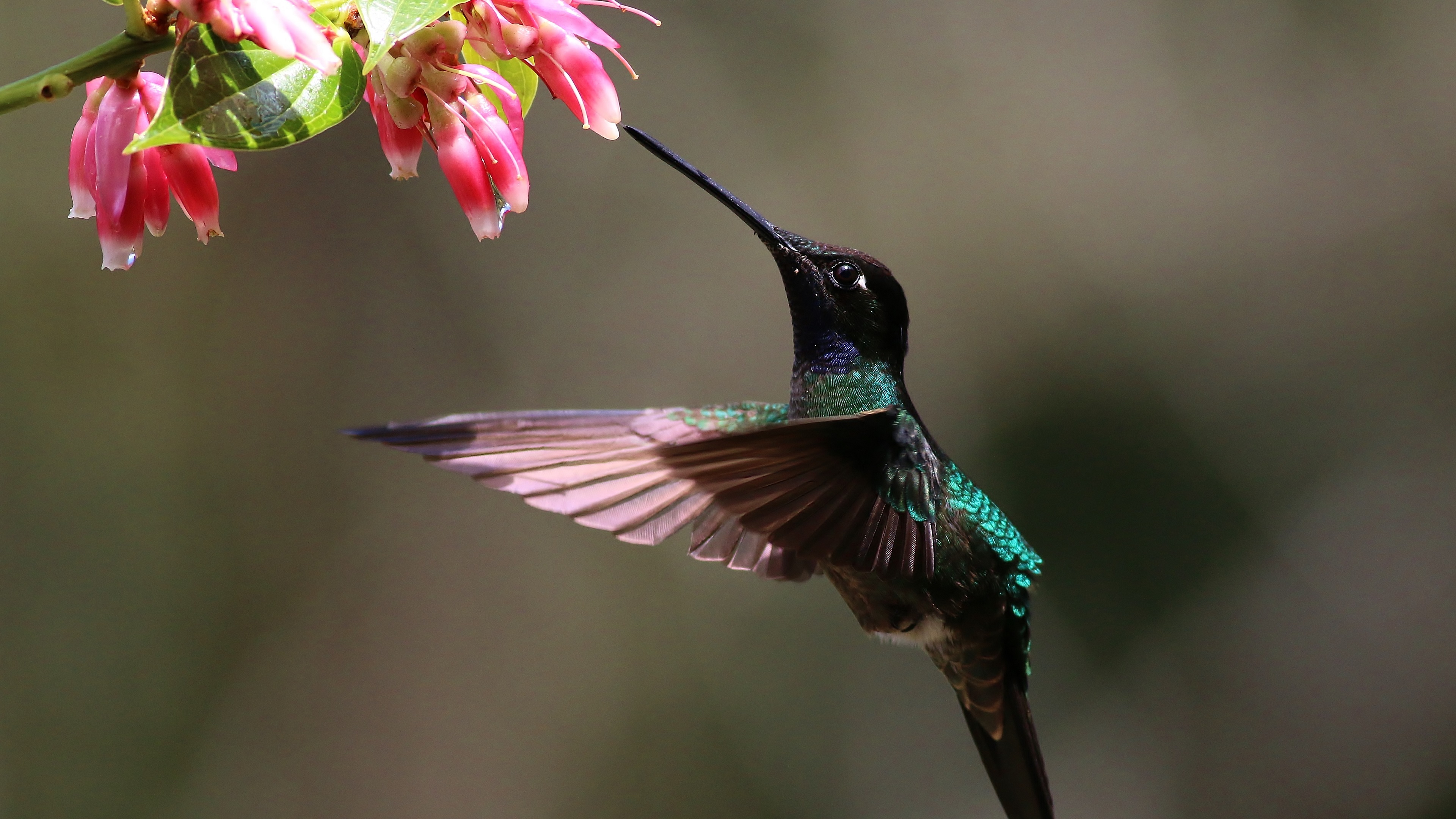 Green-crowned Brilliant